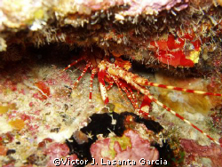 caribbean red banded lobster in the wall at step dive sit... by Victor J. Lasanta Garcia 